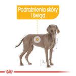 Royal Canin Maxi Dermacomfort 12kg - obrazek 3