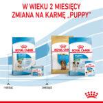 Karma Royal Canin Mini Starter 8kg - obrazek 8