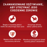 Purina ONE Mini Adult Wołowina Ryż - obrazek 3