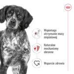 Royal Canin Medium Adult 10x140g Karma - obrazek 5