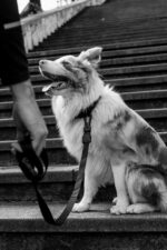 ZEE DOG Smycz Gotham XS - obrazek 3