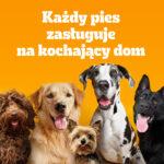 Pedigree Adult Drób Warzywa 12kg - obrazek 7