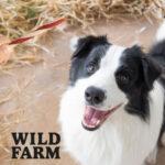 Wild Farm Kanapka z Kaczką dla Psa 500g - obrazek 5