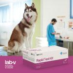 Lab-v Szybki Test Chorób Odkleszczowych - obrazek 4