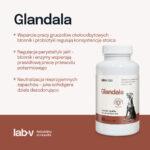 Lab-v Glandala: Gruczoły i Trawienie Psa - obrazek 2