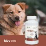 Lab-v Glandala: Gruczoły i Trawienie Psa - obrazek 3