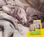 Josera SensiCat – Karma dla Kotów Wrażliwych 10kg - obrazek 9