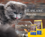Josera Marinesse Karma Bezzbożowa Łosoś 2kg - obrazek 9