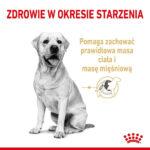 Karma Royal Canin Labrador 5+ 12kg - obrazek 3