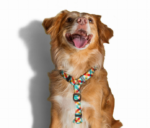 Szelki dla Psa ZEE DOG H Phantom M - obrazek 2