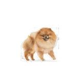 Royal Canin Pomeranian Adult 3kg - obrazek 5