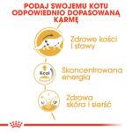 Karma Mokra Royal Canin Maine Coon Adult - obrazek 4