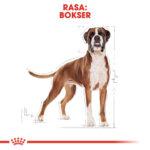 ROYAL CANIN Boxer Adult 12kg - obrazek 10