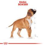 Royal Canin Boxer Puppy 12kg - obrazek 5
