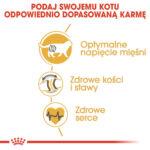 Karma Royal Canin British Shorthair Adult 400g - obrazek 4