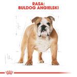 ROYAL CANIN Bulldog Adult 12kg - obrazek 2
