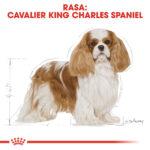 Karma Royal Canin Cavalier Adult 1,5kg - obrazek 3