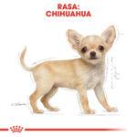 ROYAL CANIN Chihuahua Puppy 500g - obrazek 5