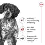 Royal Canin Medium Ageing 10+ 15kg - obrazek 4