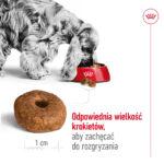 Royal Canin Medium Ageing 10+ 15kg - obrazek 6