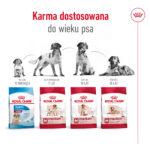 Royal Canin Medium Ageing 10+ 15kg - obrazek 7