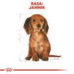 Royal Canin Karma Szczeniąt Jamnika 1,5kg - obrazek 5