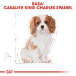 Royal Canin Cavalier King Charles Puppy 1.5kg - obrazek 5