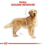 ROYAL CANIN Golden Retriever Adult 12kg - obrazek 4