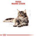 Karma Royal Canin Maine Coon Adult 400g - obrazek 2