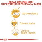 Karma sucha ROYAL CANIN Maine Coon Adult 4kg - obrazek 4