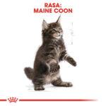 Royal Canin Maine Coon Kitten 10kg - obrazek 6