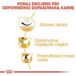 Karma ROYAL CANIN Pug Adult 1,5kg - obrazek 5