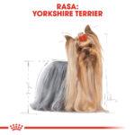 ROYAL CANIN Yorkshire Terrier Adult - obrazek 2