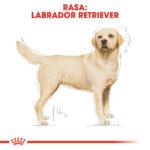 Royal Canin Labrador Retriever Adult 12kg - obrazek 3