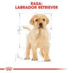 Royal Canin Labrador Puppy 12kg - obrazek 6