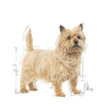 Royal Canin Mini Light Weight Care 3kg - obrazek 6