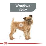 Royal Canin Mini Dental Care 3kg - obrazek 2