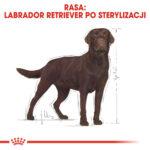 Royal Canin Labrador Sterilised karma 12kg - obrazek 3
