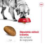 Royal Canin Maxi Adult Karma 4kg - obrazek 7