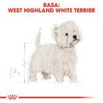 Karma ROYAL CANIN West Highland Terrier Adult - obrazek 3