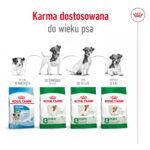 Royal Canin Mini Adult Karma Sucha 800g - obrazek 8