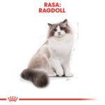 ROYAL CANIN Ragdoll Adult 2kg - obrazek 3