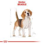 Royal Canin Beagle Adult 12kg - obrazek 2