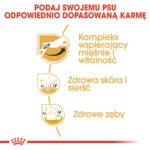 Karma Royal Canin Jack Russell Adult 1,5kg - obrazek 4