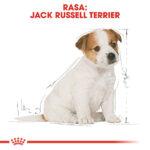 Royal Canin Jack Russell Szczenię 3kg - obrazek 5