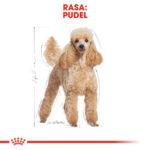 Karma ROYAL CANIN Pudel Adult 1,5kg - obrazek 3