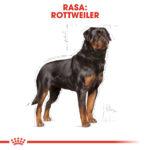 ROYAL CANIN Rottweiler Adult 12kg Karma - obrazek 2